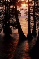 4098.jpg Bald Cypress Trees Silhouette At Sunrise Reelfoot Lake TN